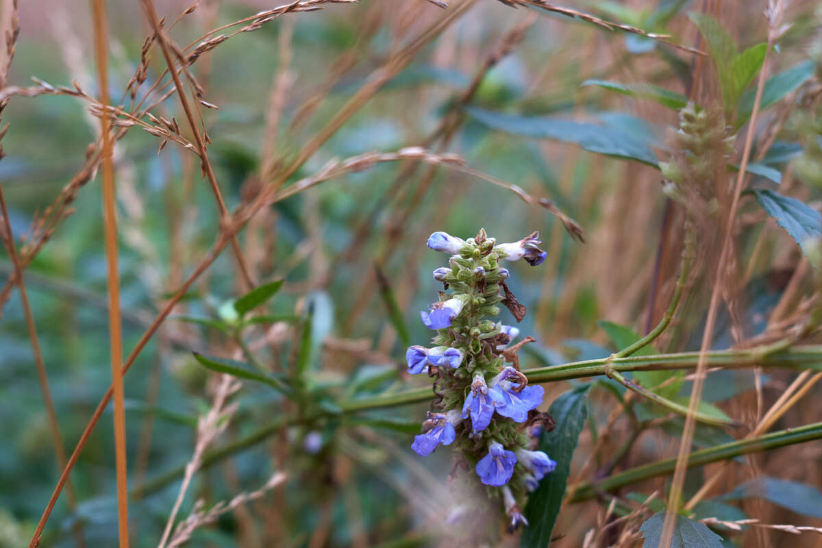Still flowers in winter